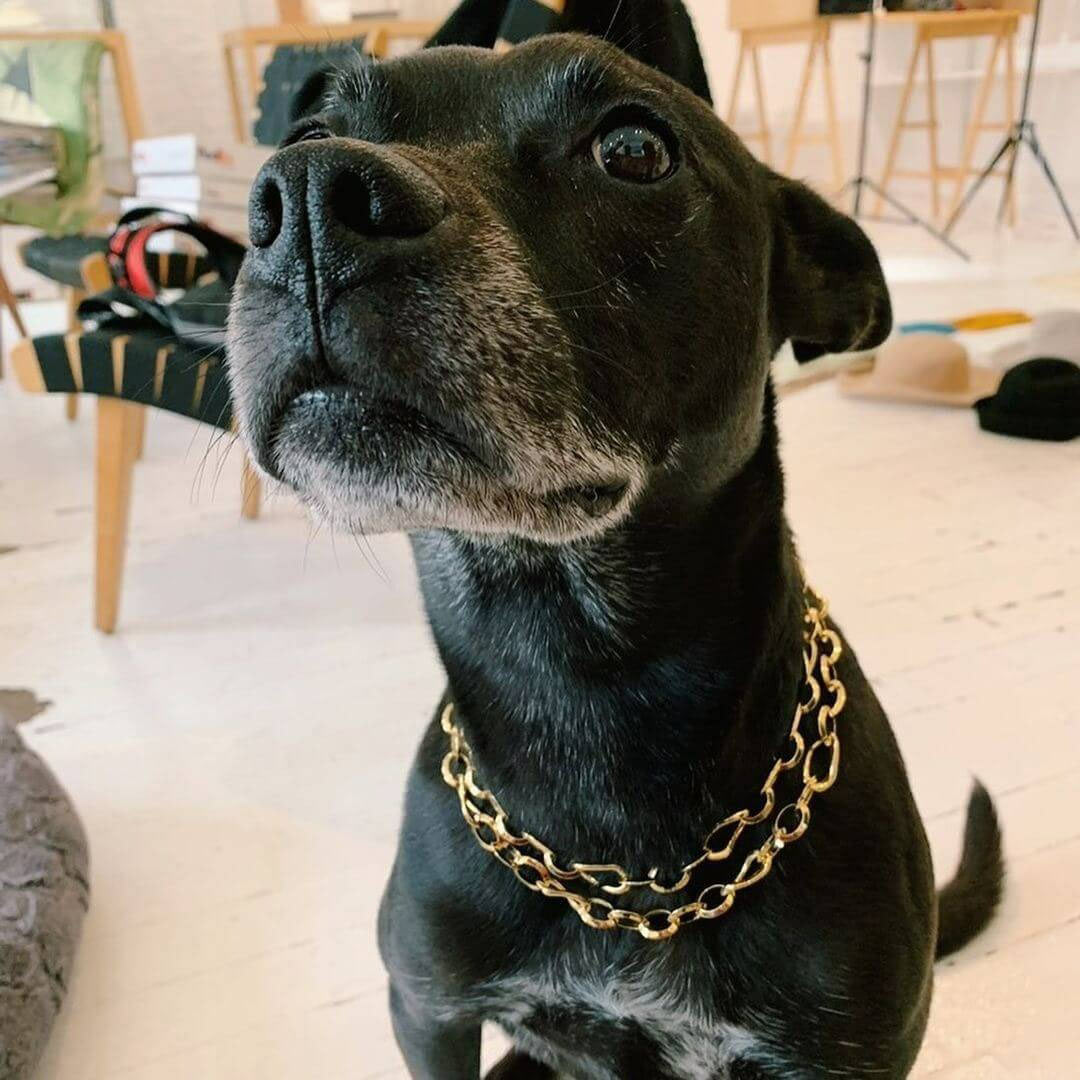 Dogs in jewelry Izzy