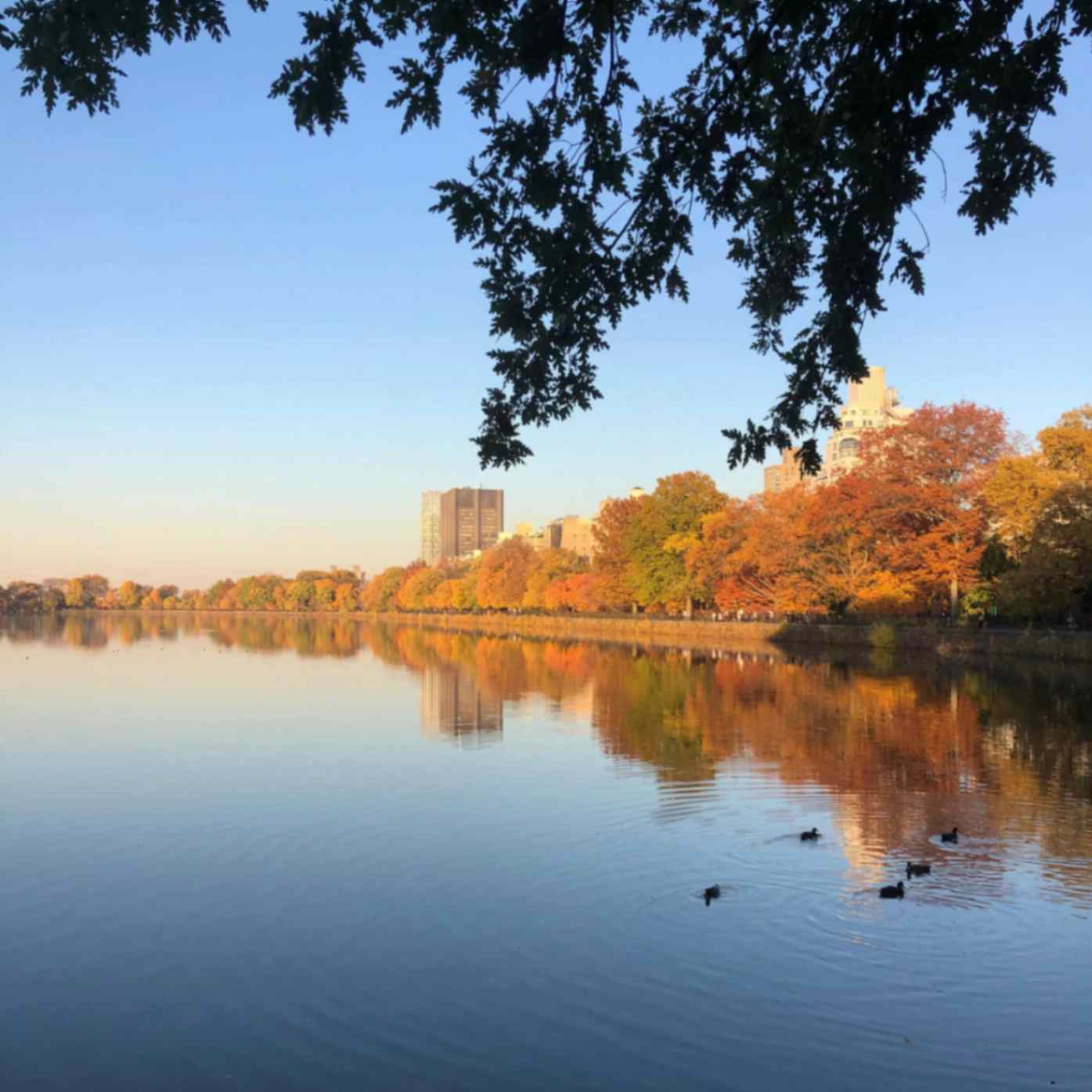 Golden autumn trees mirrored on still water in Central Park as ducks swim under a clear evening sky.