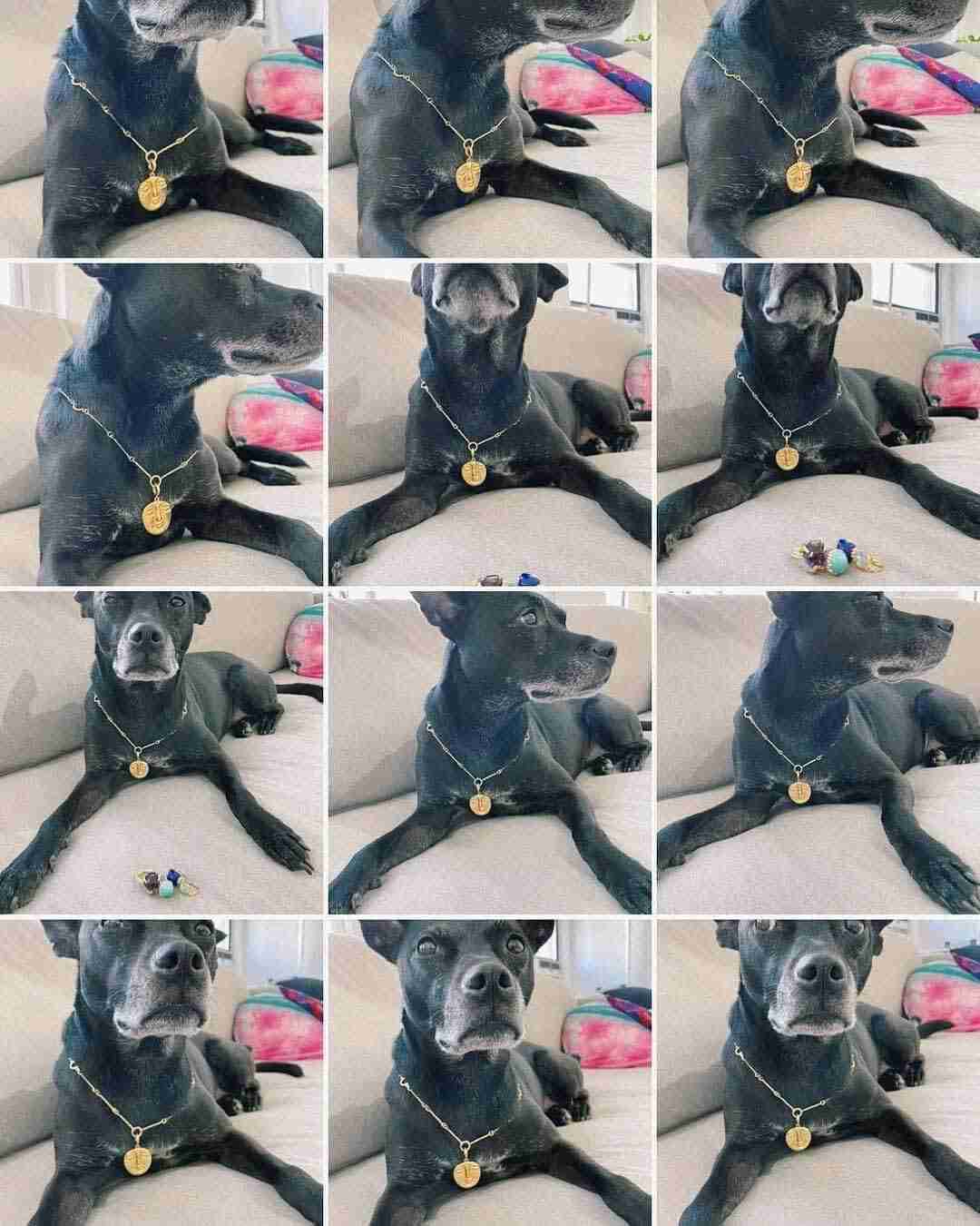 Dogs in jewelry Izzy